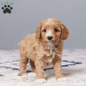 Duke, Cavapoo Puppy